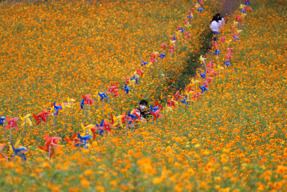 추분인 23일 서울시 송파구 올림픽공원 들꽃마루에서 시민들이 노랗게 핀 코스모스 길을 거닐며 가을을 만끽하고 있다. 2021.9.23  연합뉴스