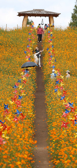 추분인 23일 서울시 송파구 올림픽공원 들꽃마루에서 시민들이 노랗게 핀 코스모스 길을 거닐며 가을을 만끽하고 있다. 2021.9.23  연합뉴스