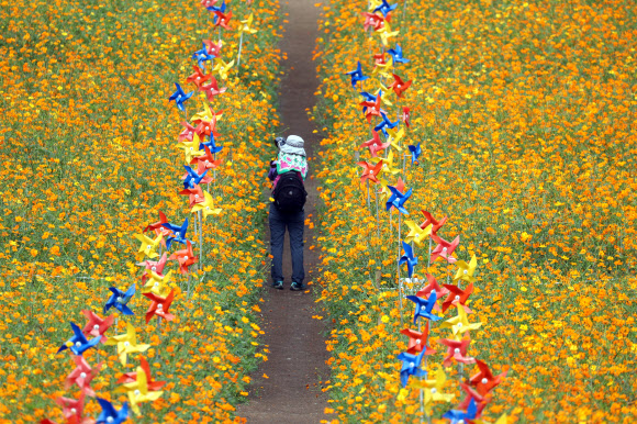 추분인 23일 서울시 송파구 올림픽공원 들꽃마루에서 시민들이 노랗게 핀 코스모스 풍경을 카메라에 담고 있다. 2021.9.23  연합뉴스
