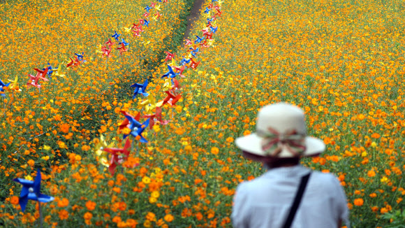 추분인 23일 서울시 송파구 올림픽공원 들꽃마루에서 시민이 노랗게 핀 코스모스 풍경을 바라보고 있다. 2021.9.23  연합뉴스