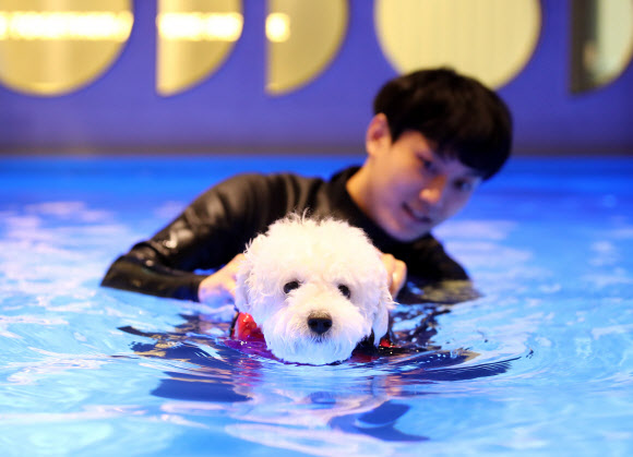수영 교육 받는 반려견