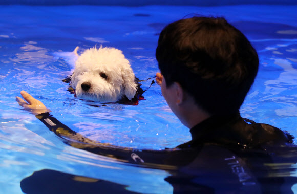 수영 교육 받는 반려견
