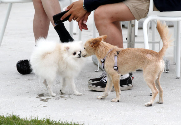 코로나 집콕에 펫팸족 증가