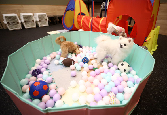 펫팸족 증가에 유통업계, 반려동물 서비스 키운다