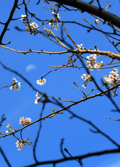 가을에 핀 벚꽃
