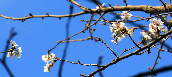 가을에 핀 벚꽃