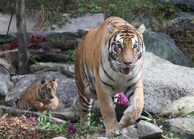 ‘엄마 같이가’