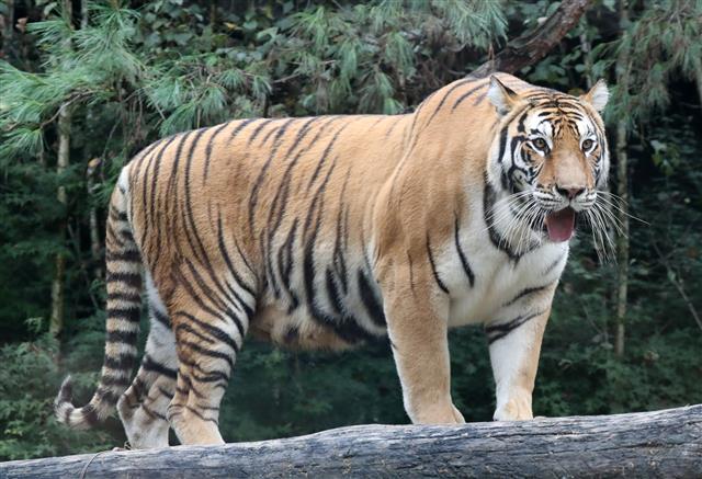 ‘육아는 힘들어’