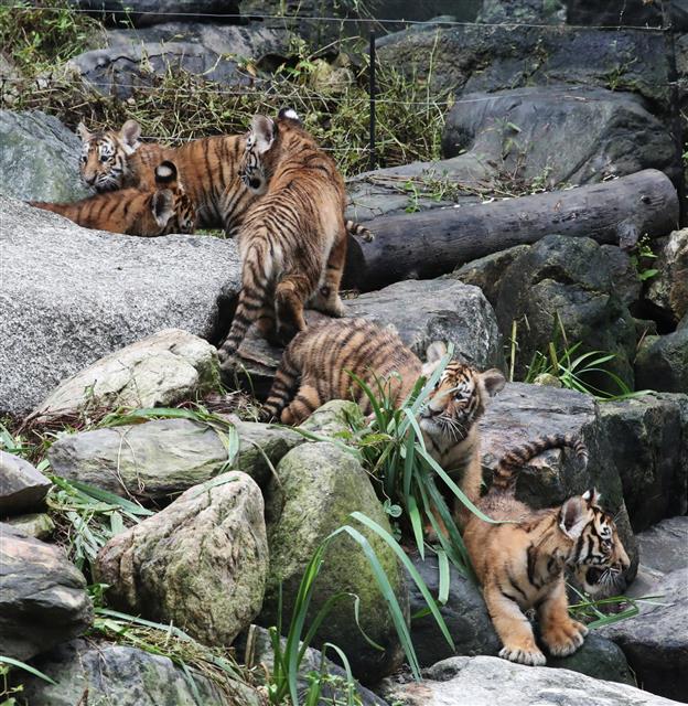 생후 100일 앞둔 아기 호랑이들