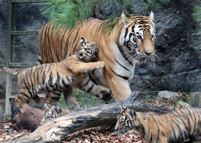 ‘엄마, 놀아줘요’