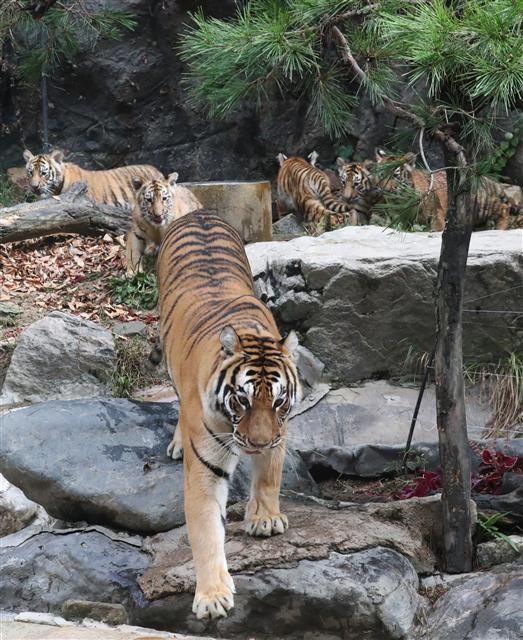 ‘엄마 따라가야지’