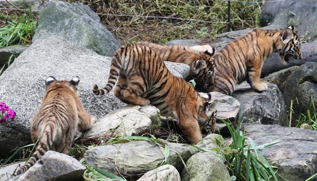 천방지축 아기 호랑이들