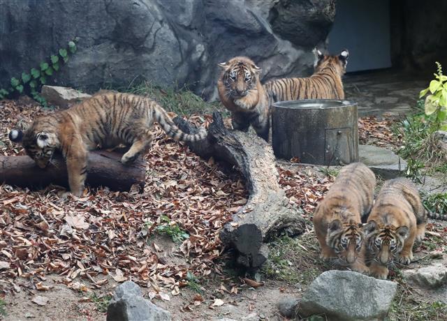 아기 호랑이 오둥이 ‘아름.다운.우리.나라.강산’ 언론 최초 공개