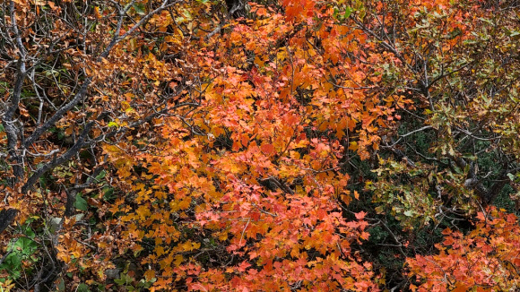 설악산 첫 단풍