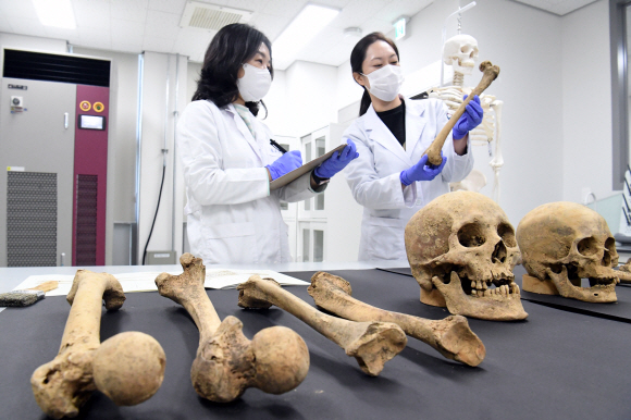 고DNA 분석실에서 옛사람 뼈의 DNA 분석을 위한 사전조사를 하고 있다.