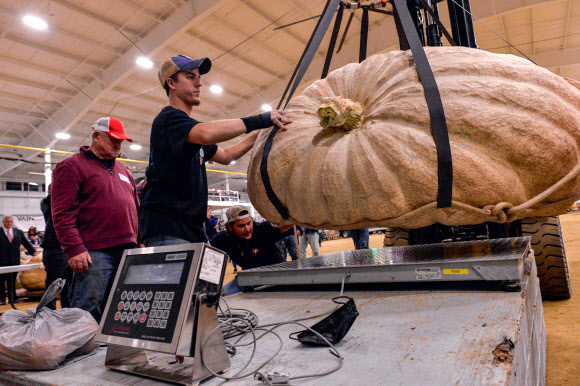 지난 1일(현지시간) 미국 매사추세츠주 톱스필드에서 뉴잉글랜드 자이언트 펌킨 품평대회가 열렸다. 연례 행사로 열리는 대회는 초대형 호박들이 출품돼 눈길을 끌었다. 1984년 1회 대회가 열린 이후 최고 기록은 2019년에 출품된 2294.5파운드(약 140㎏)의 호박이었다.   AFP 연합뉴스