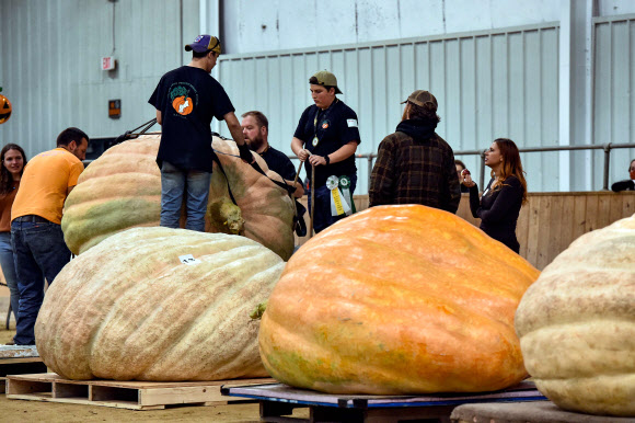 지난 1일(현지시간) 미국 매사추세츠주 톱스필드에서 뉴잉글랜드 자이언트 펌킨 품평대회가 열렸다. 연례 행사로 열리는 대회는 초대형 호박들이 출품돼 눈길을 끌었다. 1984년 1회 대회가 열린 이후 최고 기록은 2019년에 출품된 2294.5파운드(약 140㎏)의 호박이었다.   AFP 연합뉴스
