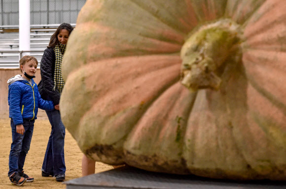 지난 1일(현지시간) 미국 매사추세츠주 톱스필드에서 뉴잉글랜드 자이언트 펌킨 품평대회가 열렸다. 연례 행사로 열리는 대회는 초대형 호박들이 출품돼 눈길을 끌었다. 1984년 1회 대회가 열린 이후 최고 기록은 2019년에 출품된 2294.5파운드(약 140㎏)의 호박이었다.   AFP 연합뉴스