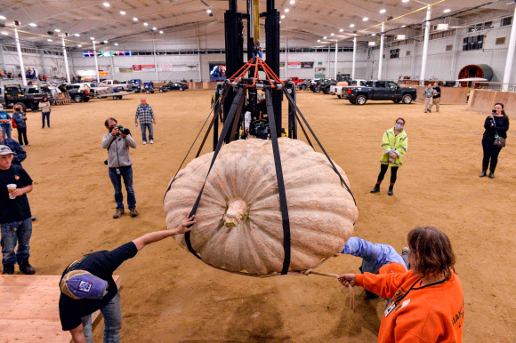 지난 1일(현지시간) 미국 매사추세츠주 톱스필드에서 뉴잉글랜드 자이언트 펌킨 품평대회가 열렸다. 연례 행사로 열리는 대회는 초대형 호박들이 출품돼 눈길을 끌었다. 1984년 1회 대회가 열린 이후 최고 기록은 2019년에 출품된 2294.5파운드(약 140㎏)의 호박이었다.   AFP 연합뉴스