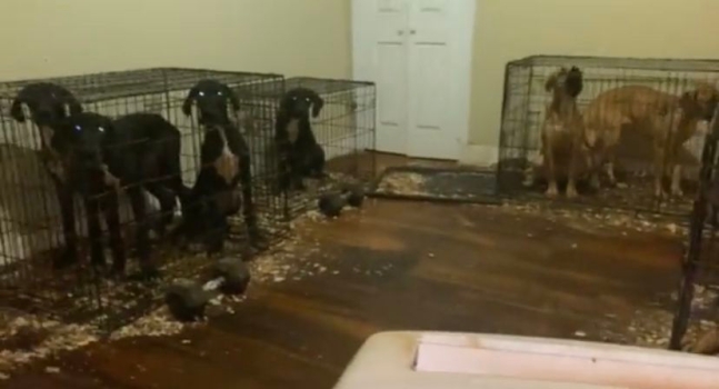 뉴욕 브루클린의 한 아파트에 수십 마리의 개가 갇혀있다. 켄니샤길버트 트위터