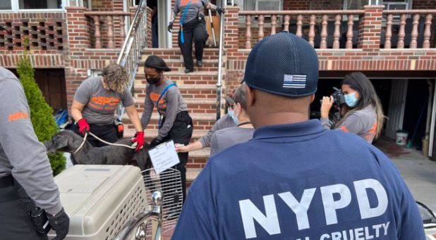 동물구호단체에 의해 구조되는 개들. NYPD 트위터