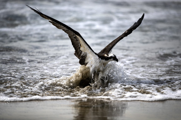 기름이 유출된 바다에서 벗어나려는 새
