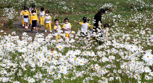 5일 대전 서구 흑석동 노루벌 적십자생태원에서 조성된 구절초 사이로 EBS하늘어린이집 원생 등 어린이들이 깊어가는 가을 계절을 즐기고 있다. 2021.10.5 뉴스1