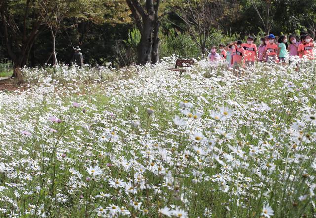5일 대전 서구 흑석동 노루벌 적십자생태원에서 조성된 구절초 사이로 EBS하늘어린이집 원생 등 어린이들이 깊어가는 가을 계절을 즐기고 있다. 2021.10.5 뉴스1