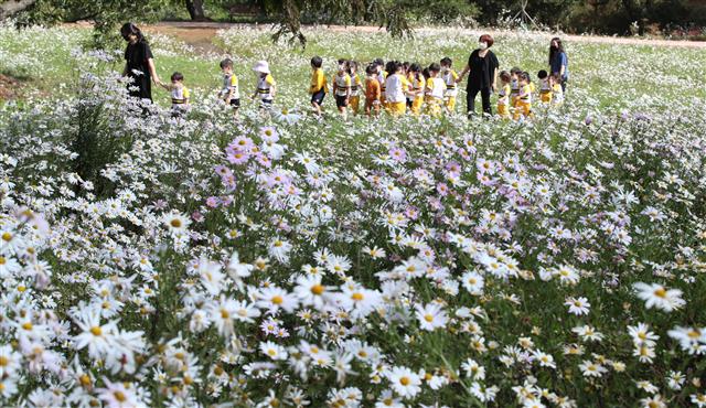 5일 대전 서구 흑석동 노루벌 적십자생태원에서 조성된 구절초 사이로 EBS하늘어린이집 원생 등 어린이들이 깊어가는 가을 계절을 즐기고 있다. 2021.10.5 뉴스1