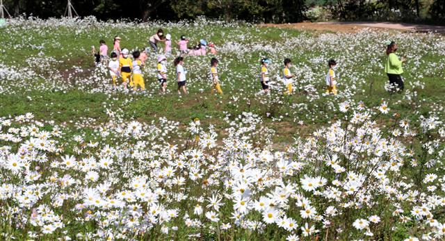 5일 대전 서구 흑석동 노루벌 적십자생태원에서 조성된 구절초 사이로 EBS하늘어린이집 원생 등 어린이들이 깊어가는 가을 계절을 즐기고 있다. 2021.10.5 뉴스1