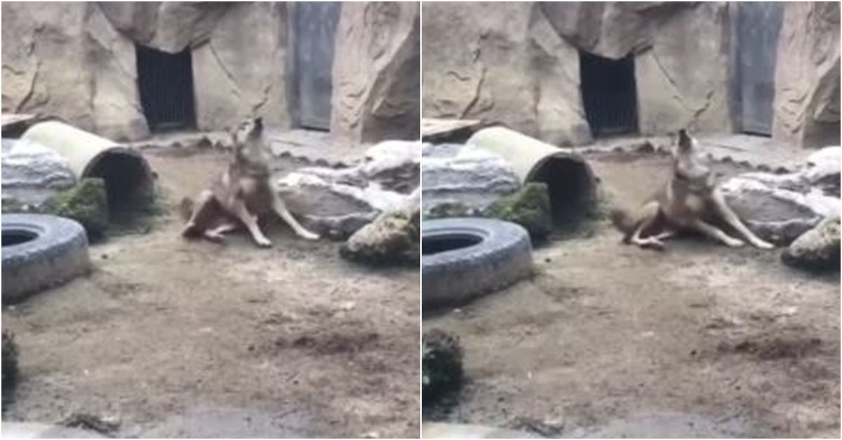 동물원 우리에 갇혀 평생을 구경거리로 살던 늑대가 스트레스로 발작 일으키는 영상이 공개됐다. 해당 유튜브 영상 캡처