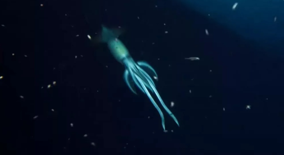 사람보다 큰 것으로 추정되는 보라등날오징어가 홍해 수심 850m 지점에서 촬영됐다