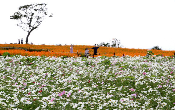 절정으로 치닫는 제주의 가을