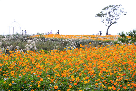 절정으로 치닫는 제주의 가을