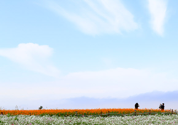 절정으로 치닫는 제주의 가을