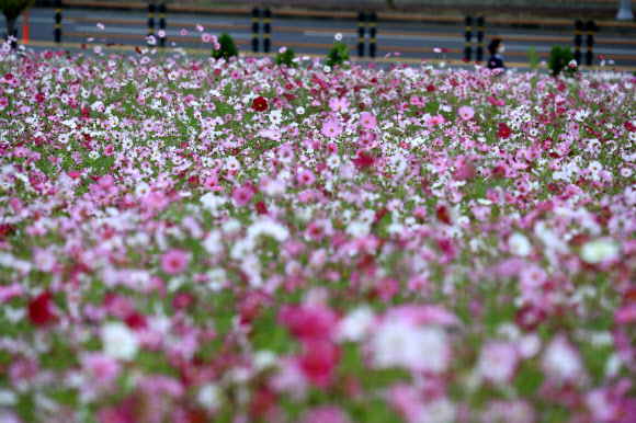 코스모스 만개한 제주