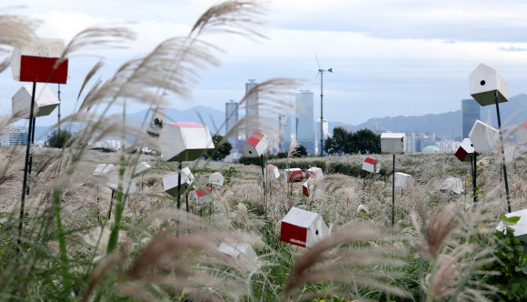 하늘공원 억새축제 안합니다
