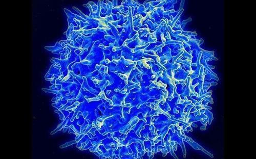 세포 면역에 핵심 역할을 하는 T세포. 미국 NIAID(국립 알레르기 감염병 연구소)