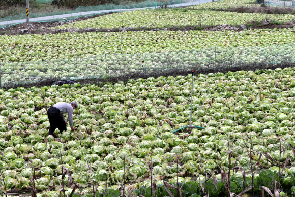 가을장마에 병든 양상추