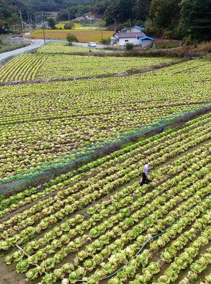 늦장마에 병들어버린 양상추
