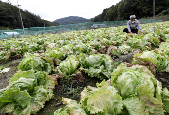 가을장마 야속해…짓물러버린 양상추