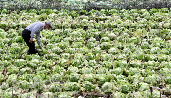 가을장마에 짓무른 양상추