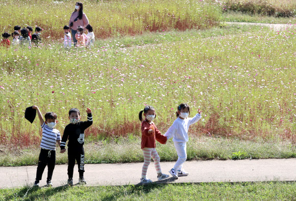코스모스 핀 가을