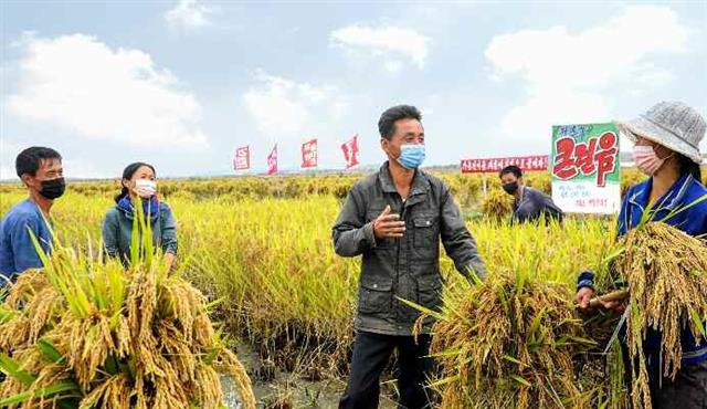 북한 노동당 기관지 노동신문은 16일 “올해 농사의 성과적 결속을 위해 총돌격전을 벌이고 있다”며 증산군 풍정협동농장 등 가을걷이 현장 소식을 전했다. 평양 노동신문 뉴스1