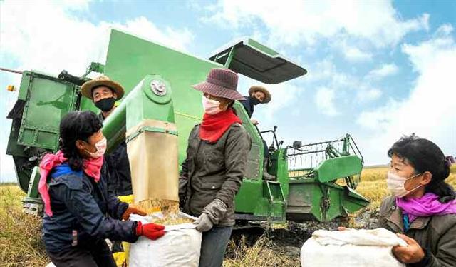 북한 노동당 기관지 노동신문은 16일 “올해 농사의 성과적 결속을 위해 총돌격전을 벌이고 있다”며 증산군 풍정협동농장 등 가을걷이 현장 소식을 전했다. 평양 노동신문 뉴스1