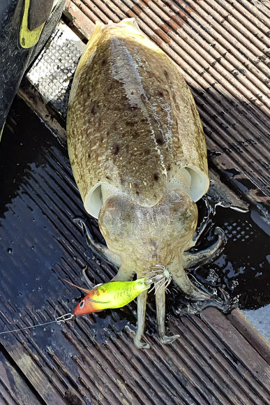 넷플릭스 오리지널 시리즈 ‘오징어 게임’이 전 세계에서 돌풍을 일으킨 가운데, 올해 국내 연안에서는 고급 어종인 갑오징어가 낚시를 통해 유례없이 많이 잡히고 있다. 새우 모양의 가짜 미끼를 물고 올라온 갑오징어. 2021.10.16   연합뉴스