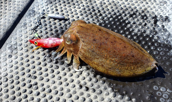 넷플릭스 오리지널 시리즈 ‘오징어 게임’이 전 세계에서 돌풍을 일으킨 가운데, 올해 국내 연안에서는 고급 어종인 갑오징어가 낚시를 통해 유례없이 많이 잡히고 있다. 갑오징어가 새우 모양의 인조 미끼에 잡힌 모습. 2021.10.16   연합뉴스