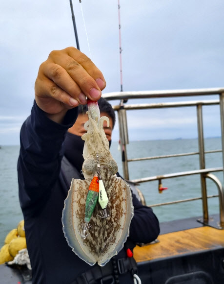 넷플릭스 오리지널 시리즈 ‘오징어 게임’이 전 세계에서 돌풍을 일으킨 가운데, 올해 국내 연안에서는 고급 어종인 갑오징어가 낚시를 통해 유례없이 많이 잡히고 있다. 한 낚시인이 갑오징어를 잡은 뒤 포즈를 취하고 있다. 2021.10.16  연합뉴스