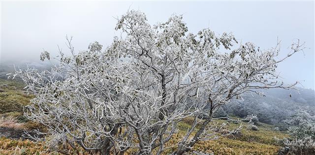 한라산에 올 가을 첫 상고대