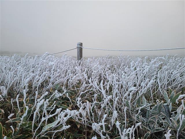 한라산 윗세오름에 핀 상고대